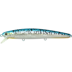 AURORA MACKEREL