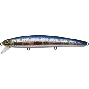 MS SUNDOWN SARDINE