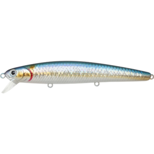 ZEBRA MS AMERICAN SHAD