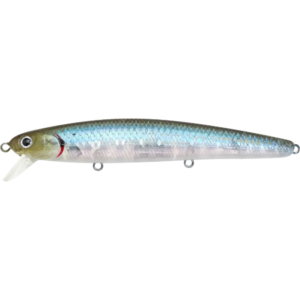 ZEBRA MS GHOST MINNOW